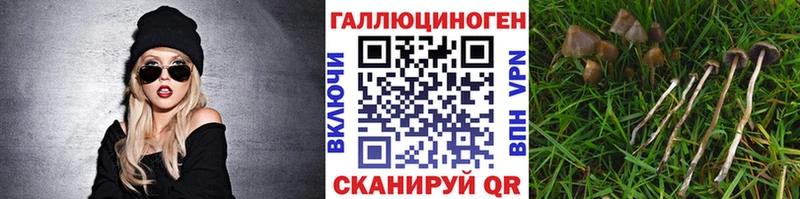купить наркотики сайты  Болохово  Галлюциногенные грибы Psilocybine cubensis 